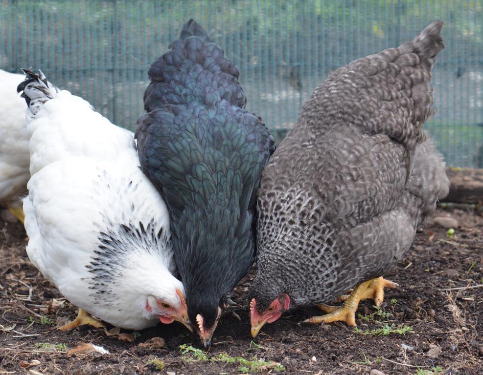 Home Farm Bed And Breakfast Muir of Ord Εξωτερικό φωτογραφία
