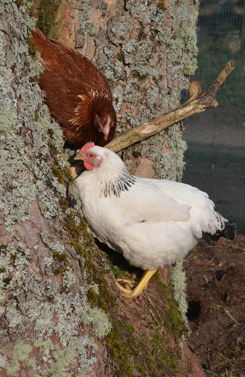 Home Farm Bed And Breakfast Muir of Ord Εξωτερικό φωτογραφία