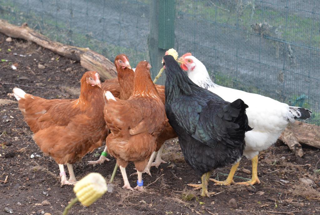 Home Farm Bed And Breakfast Muir of Ord Εξωτερικό φωτογραφία