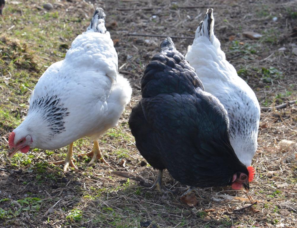 Home Farm Bed And Breakfast Muir of Ord Εξωτερικό φωτογραφία
